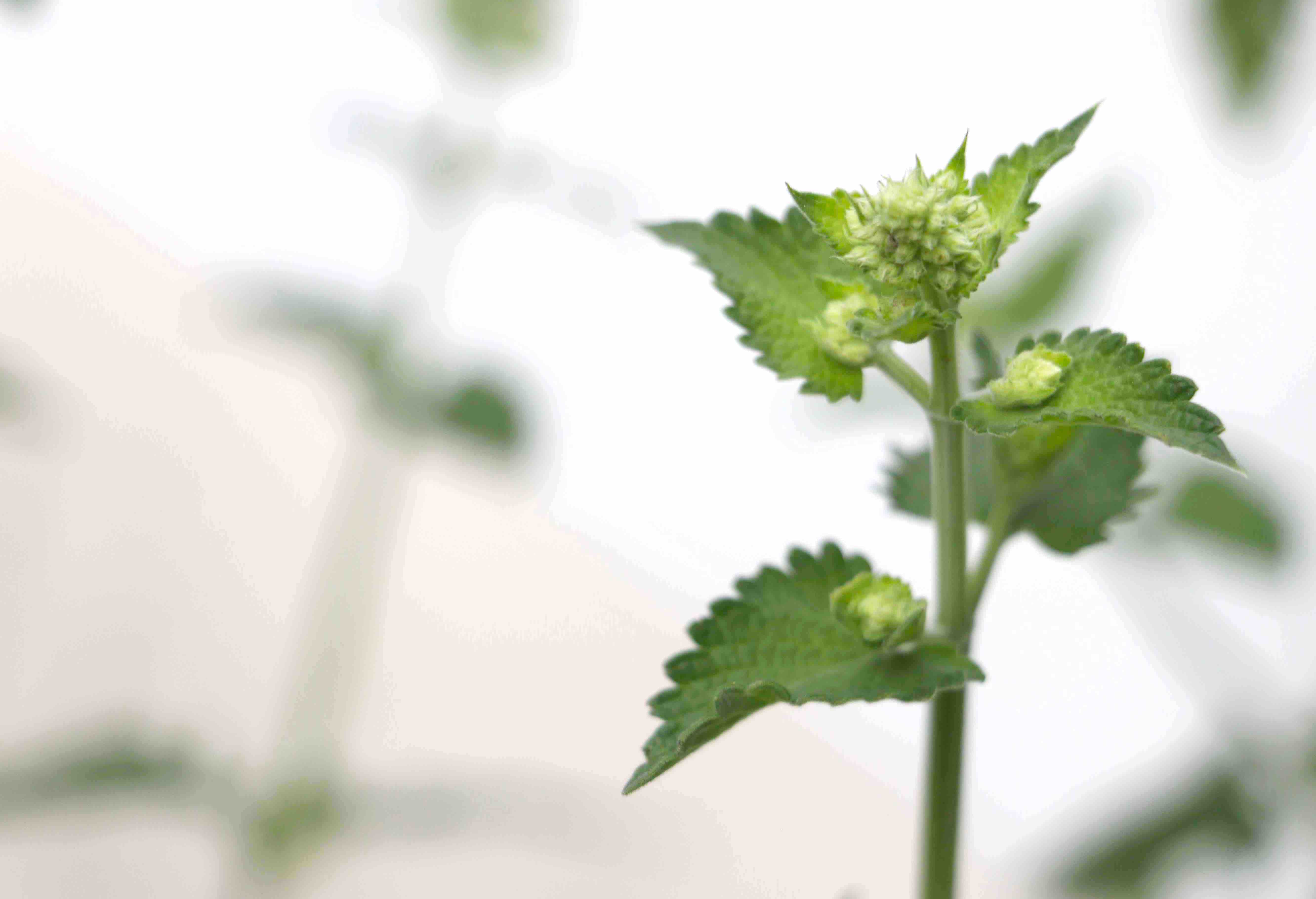 A mint plant is chilling out, unsuspecting.