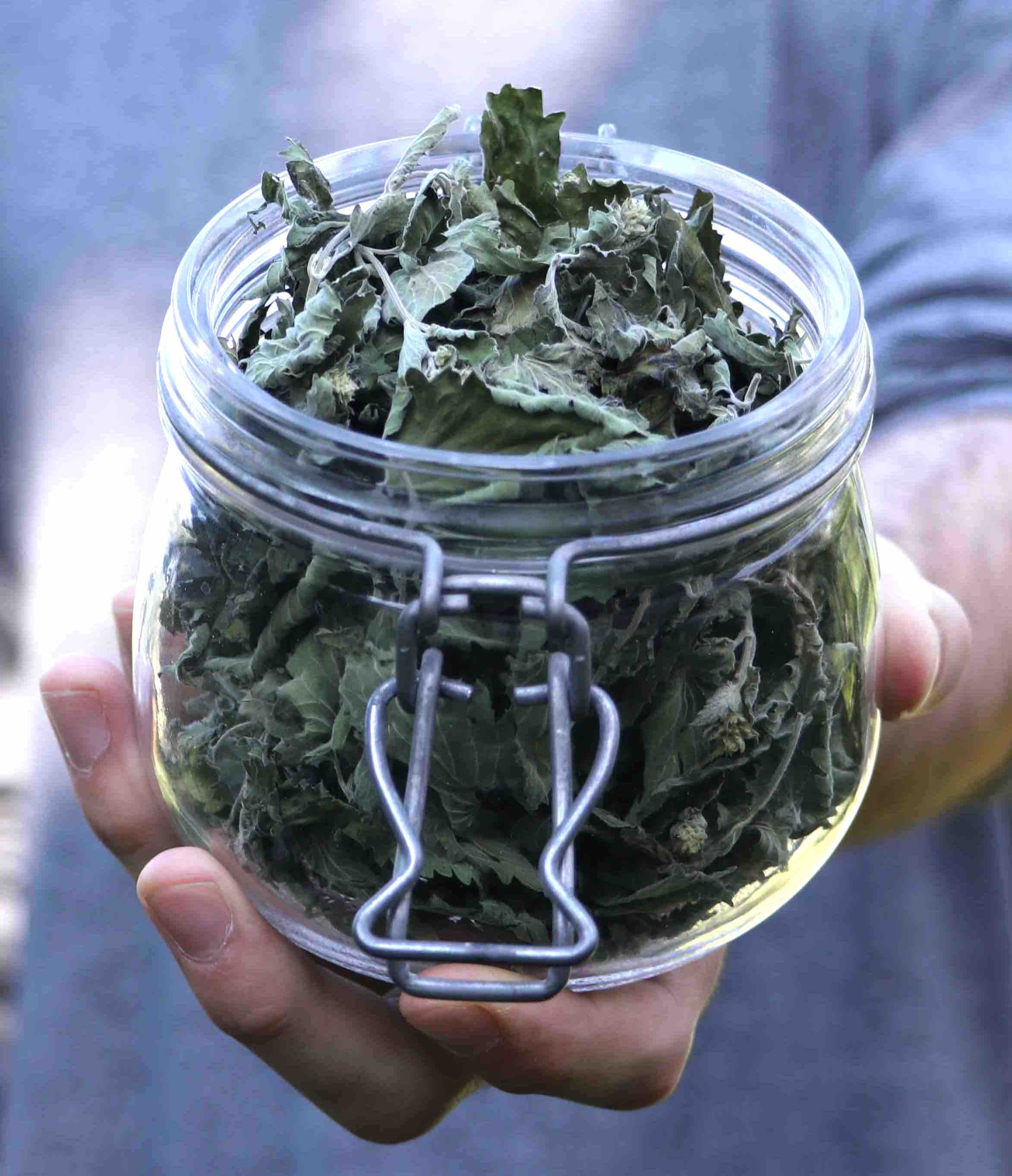 The mint leaves are dried and placed in a jar.