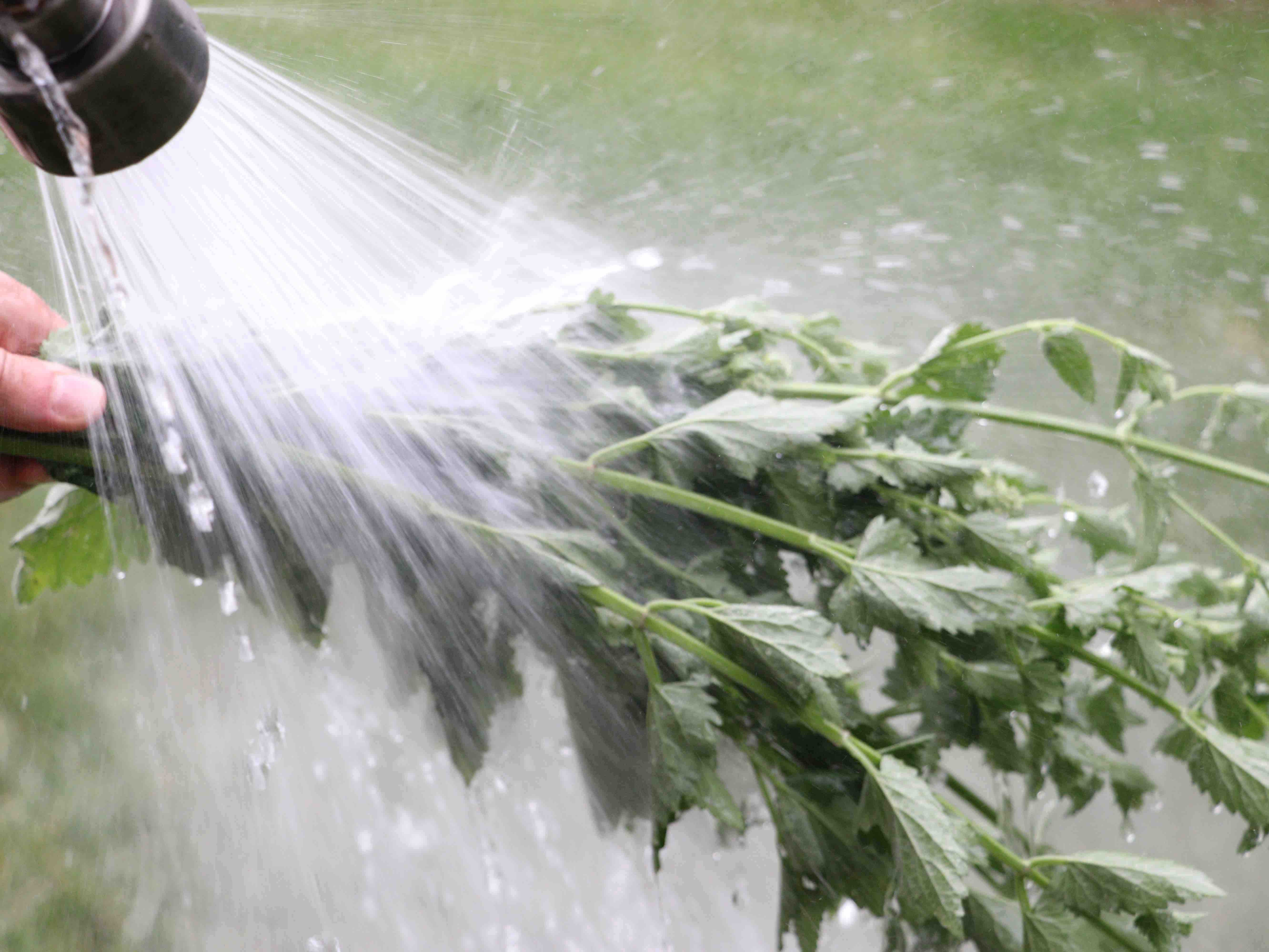 The mint bundle is sprayed with a hose.